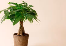 Money Tree: A Source of Health for Its Owner
