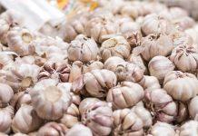 Garlic as a Traditional Antibiotic and Blood Pressure Remedy Garlic
